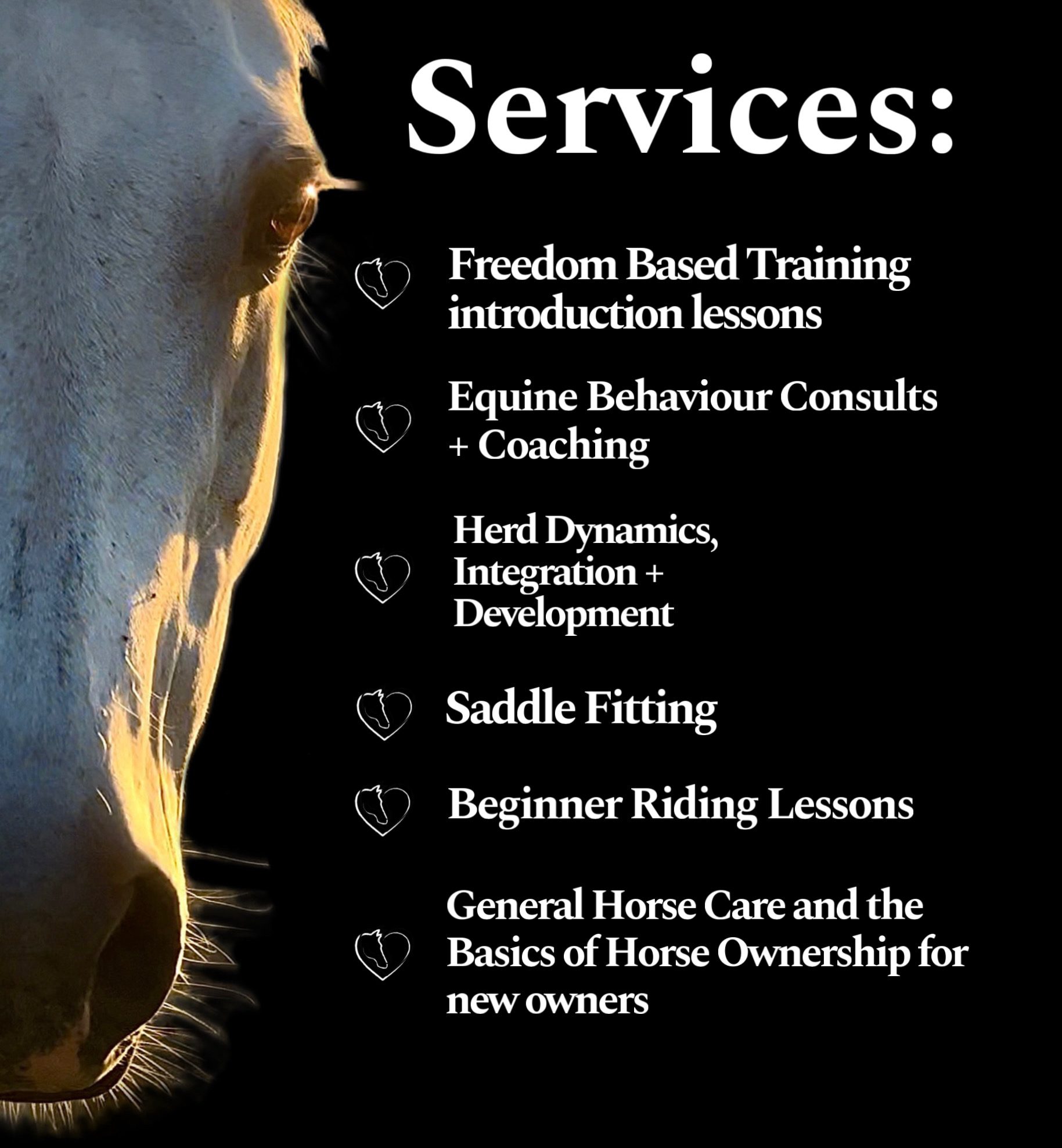 5387Freedom Based Training, Equine Behaviour Consults, Saddle Fitting, Riding Lesson